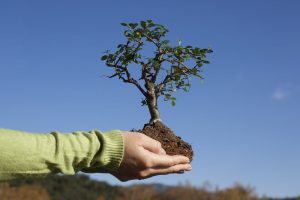 person planting a tree