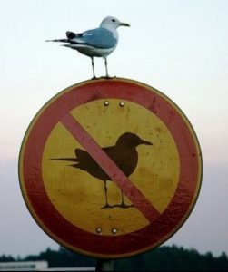 bird sign