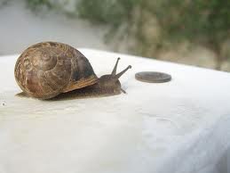 coin and snail