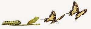 transformational