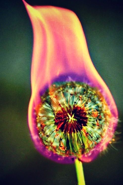 burning dandelion