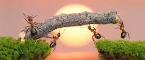 ants and a branch