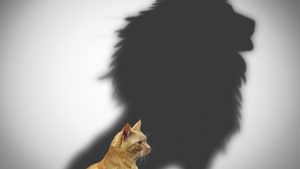 lion shadow