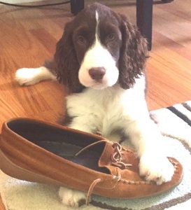 puppy with slipper