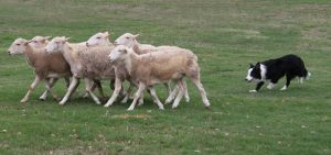 sheep and dog