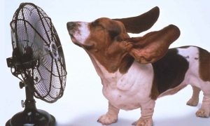 dog enjoying a fan